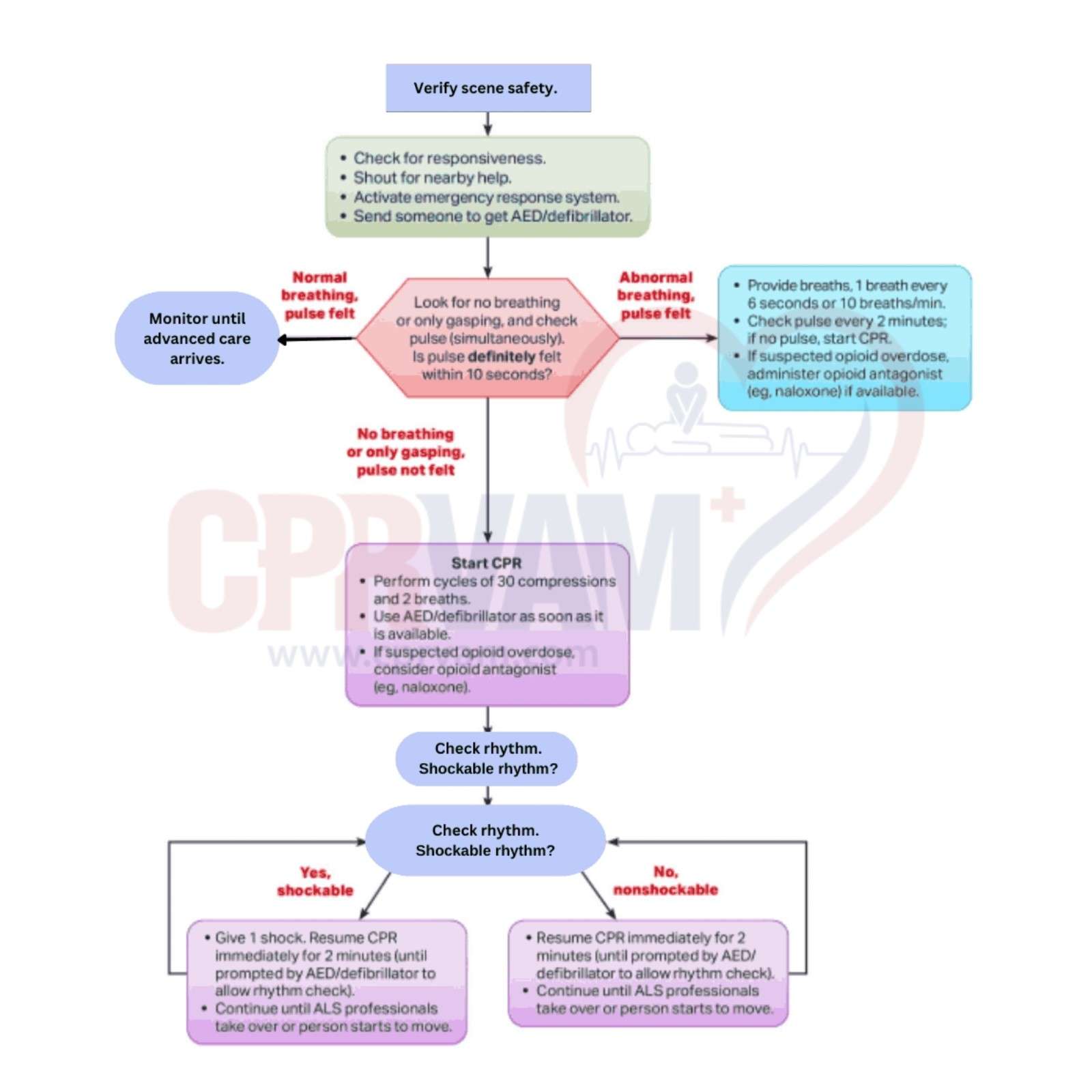Adult BLS algorithm flowchart for emergency response