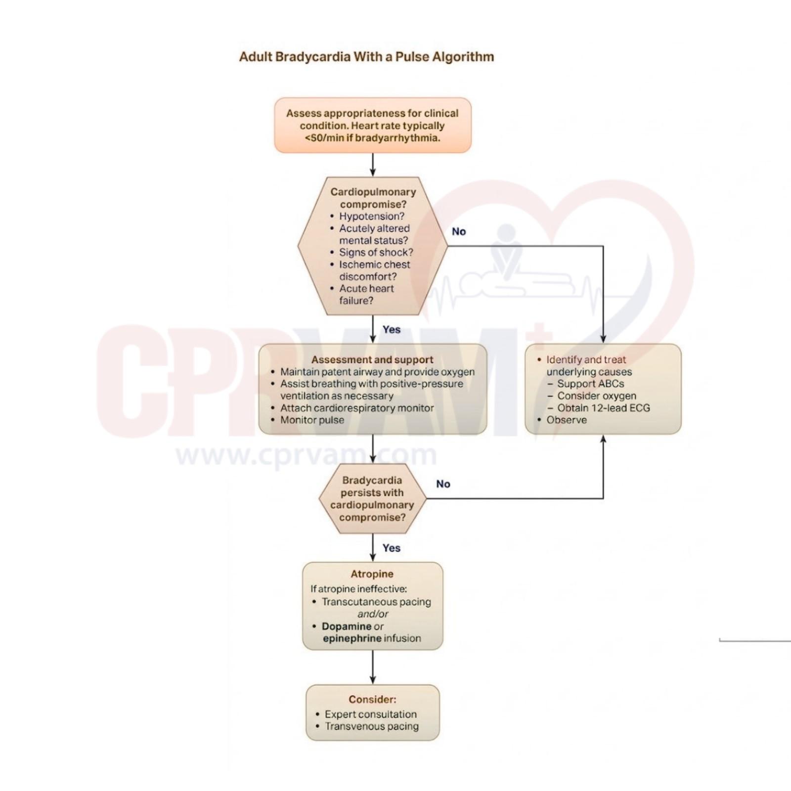 Adult bradycardia with pulse algorithm flowchart steps