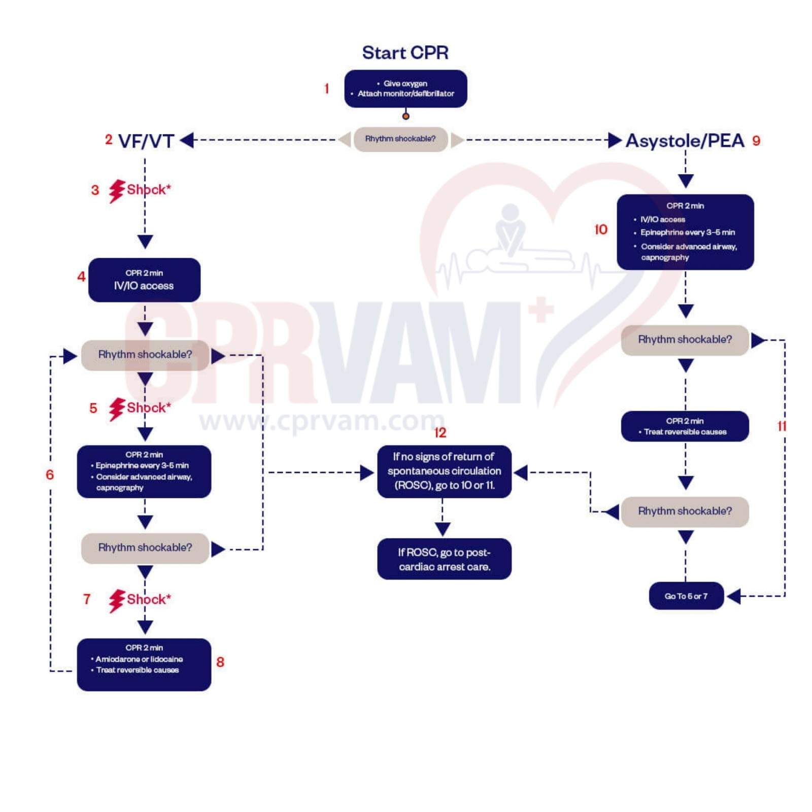 Flowchart showing adult cardiac arrest algorithm